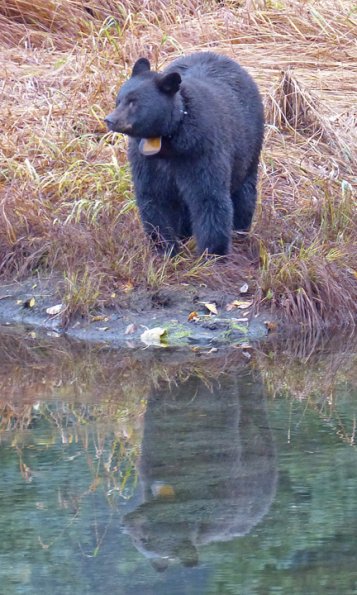 black-bear-tagged