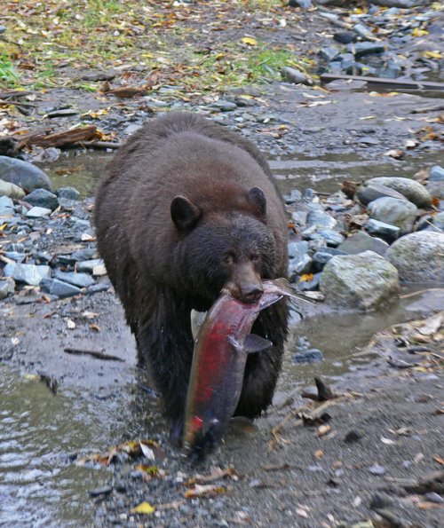 black-bear-with-coho-salmon