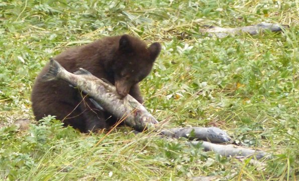 black-bear-young-with-salmon-carcass
