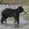 black-bear-youngster-with-salmon