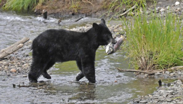 black-bear-youngster-with-salmon