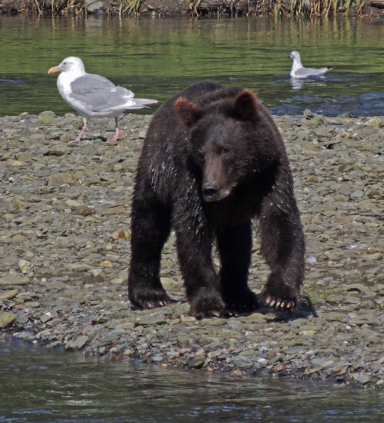 brown-bear-1-at-pack-creek