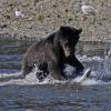 brown-bear-2-after-pink-salmon-in-pack-creek
