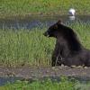 brown-bear-2-eating-sedges-at-pack-creek