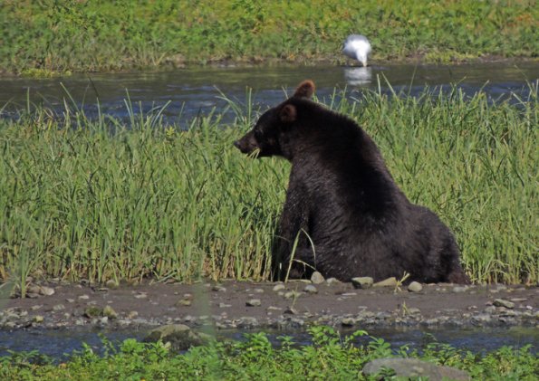 brown-bear-2-eating-sedges-at-pack-creek