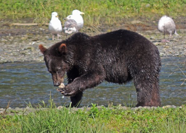 brown-bear-3-at-pack-creek