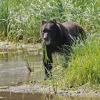 brown-bear-eating-sedges-at-pack-creek