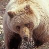 brown-bear-portrait-in-denali-n.p.