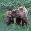 brown-bear-sow-and-cub-eating-denali-n.p.