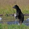 brown-bear-standing-pack-creek