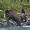 brown-bear-with-cubs