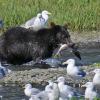 brown-bear-with-just-caught-pink-salmon-at-pack-creek