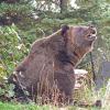 brown-bear-woodland-park-zoo-seattle