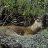 sitka-black-tailed-deer-bedded-down-juneau