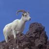 dall-sheep-1-denali-n.p.