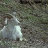 dall-sheep-2-denali-n.p.