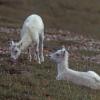 dall-sheep-3-denali-n.p.