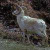 dall-sheep-4-denali-n.p.