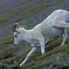 dall-sheep-5-denali-n.p.