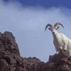 dall-sheep-6-denali-n.p.