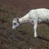dall-sheep-8-denali-n.p.