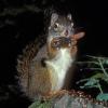 red-squirrel-eating-spruce-cone-seeds-juneau