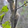 red-squirrel-with-alder-cone