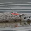 harbor-seal-with-radio-transmitter-garnets-release-
