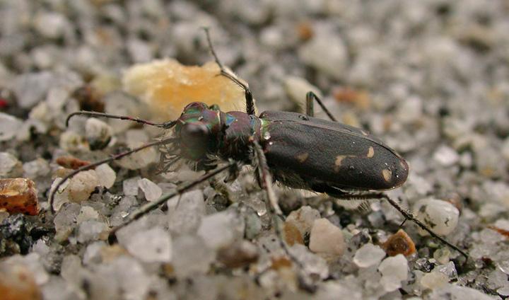 Dsp Insect beetle-unknown-6 | beetles | Insects | Gallery