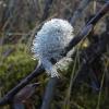 Willow Family, Willow Catkin with water droplets, Juneau