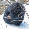 Black Bear, December 21, Juneau
